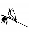 Metalbird | Black-throated Finch